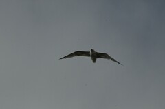 Larus