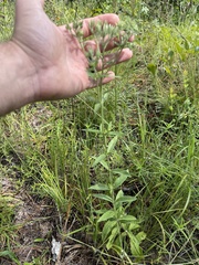 Eupatorium sullivaniae