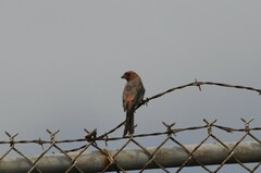 Haemorhous mexicanus