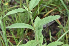 Eupatorium sullivaniae