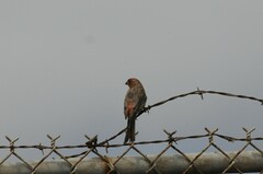 Haemorhous mexicanus