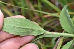 Eupatorium sullivaniae