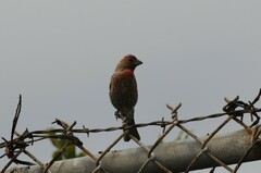 Haemorhous mexicanus