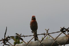 Haemorhous mexicanus