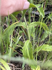 Eupatorium sullivaniae