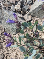 Penstemon montanus