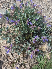Penstemon montanus