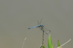 Pachydiplax longipennis