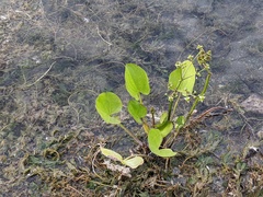 Echinodorus berteroi
