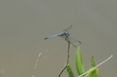 Pachydiplax longipennis