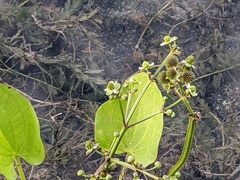 Echinodorus berteroi