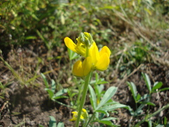 Thermopsis