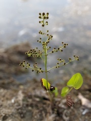 Echinodorus berteroi