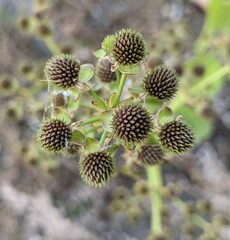 Echinodorus berteroi