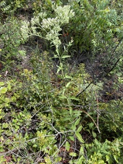Eupatorium sullivaniae