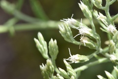 Eupatorium sullivaniae