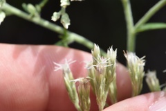 Eupatorium sullivaniae