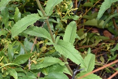Eupatorium sullivaniae