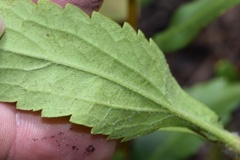 Eupatorium sullivaniae