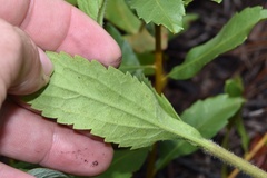 Eupatorium sullivaniae