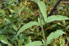 Eupatorium sullivaniae