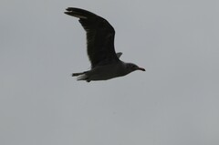Larus heermanni