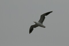 Larus occidentalis
