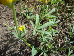 Thermopsis