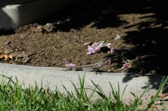 Sceloporus occidentalis