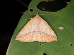 Ugia purpurea