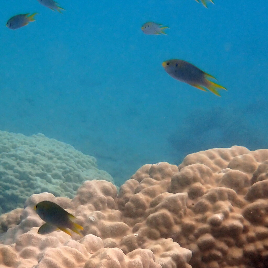Coral demoiselle (Neopomacentrus nemurus) — Pomacentridae