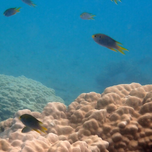 Coral demoiselle (Neopomacentrus nemurus) — Pomacentridae