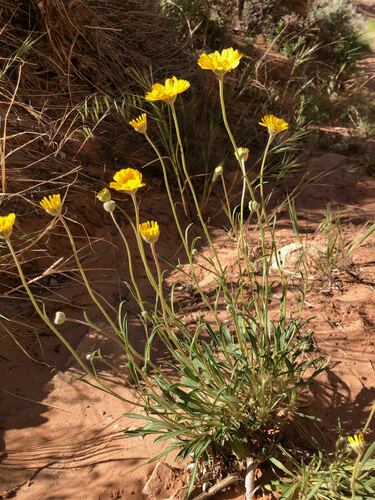 Tetraneuris ivesiana Greene