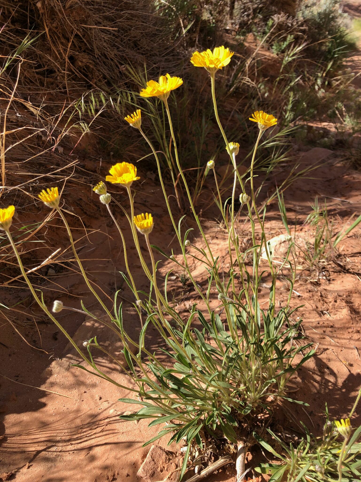 Tetraneuris ivesiana