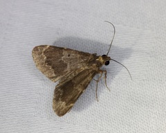 Hydrillodes nilgirialis