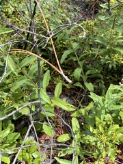 Eupatorium sullivaniae
