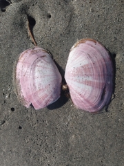 Psammobiidae