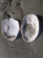 Psammobiidae