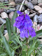 Penstemon strictus
