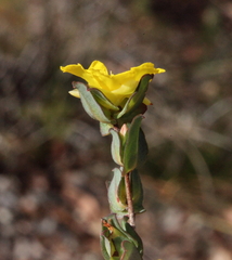 Hibbertia glomerata