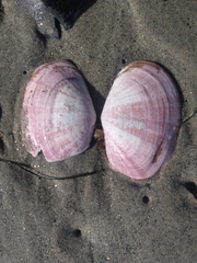 Psammobiidae