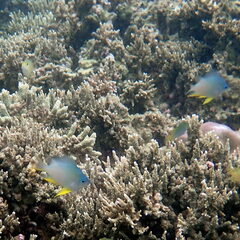 Amblyglyphidodon orbicularis