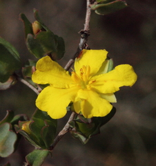 Hibbertia glomerata