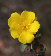 Hibbertia glomerata