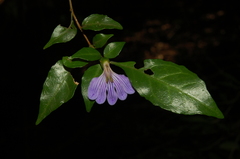Sclerochiton harveyanus