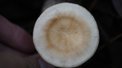 Lentinula raphanica