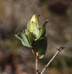 Hibbertia glomerata