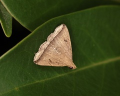 Lysimelia alstoni