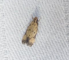 Meleonoma rostellata