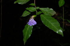 Sclerochiton harveyanus
